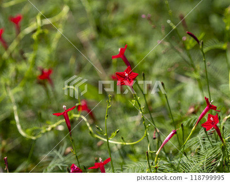 Red leopard plant blooming on the roadside Red leopard plant blooming on the roadside 118799995