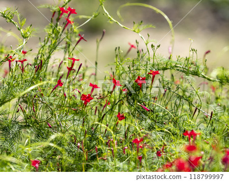 Red leopard plant blooming on the roadside 118799997