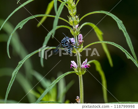 A blue-and-white bee flies to a flower of the Japanese laurel tree. 118799998