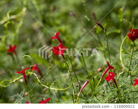 Red leopard plant blooming on the roadside Red leopard plant blooming on the roadside 118800022