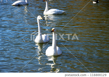 Swans gracefully gather on the water's edge 118800129