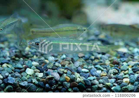 Oikawa Young Fish 118800206