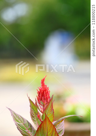 美麗的雞冠花 118800215