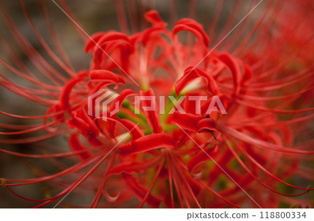 群集孤挺花 118800334