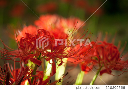 Cluster amaryllis 118800366