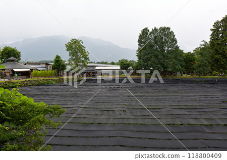 長野大王芥末農場 長野大王芥末農場 118800409