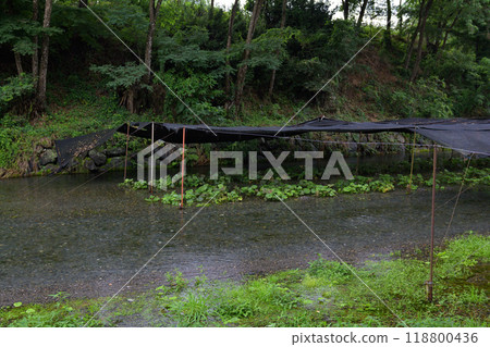 長野大王芥末農場 長野大王芥末農場 118800436