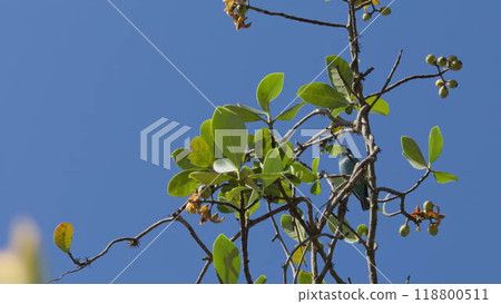 Blue Bird Perched Tranquil on Tree Branch in Slow Motion 118800511