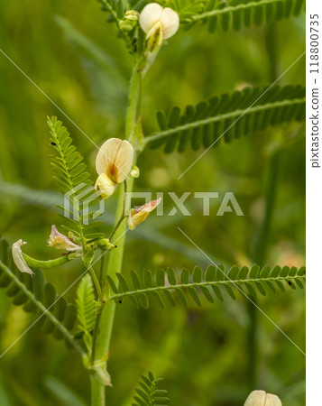 Solanum blooming in rice paddies Solanum blooming in rice paddies 118800735