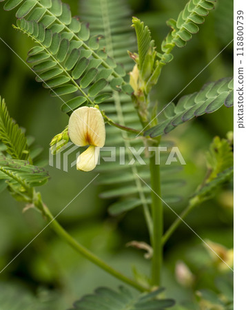 稻田裡盛開的草本菊 118800739