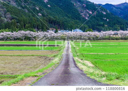 A rural landscape with a row of cherry blossom trees and a mountain in the background A rural landscape with a row of cherry blossom trees and a mountain in the background 118800816