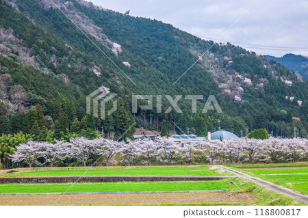 A rural landscape with a row of cherry blossom trees and a mountain in the background A rural landscape with a row of cherry blossom trees and a mountain in the background 118800817