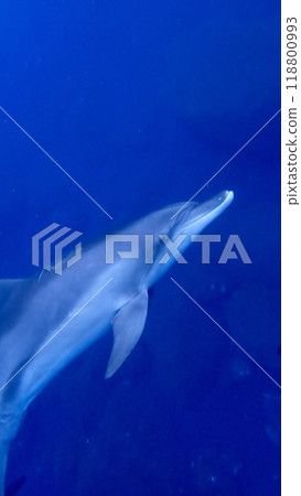 東京伊豆群島禦倉島的海豚 東京伊豆群島禦倉島的海豚 118800993