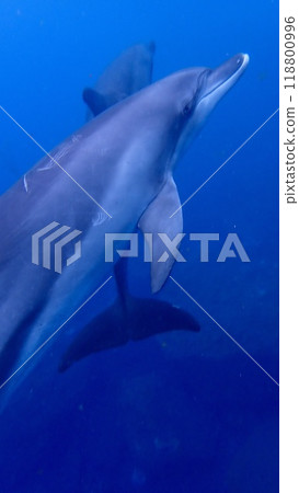 東京伊豆群島禦倉島的海豚 東京伊豆群島禦倉島的海豚 118800996