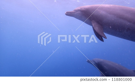 東京伊豆群島禦倉島的海豚 東京伊豆群島禦倉島的海豚 118801000
