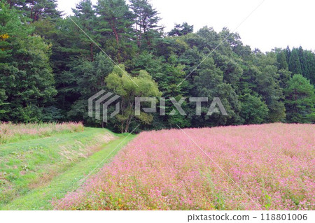 開滿紅花的蕎麥田 118801006