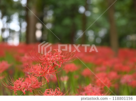 Cluster amaryllis blooming in the forest 118801156