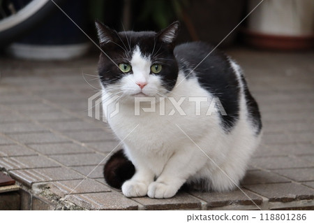 Cute black and white cat 118801286