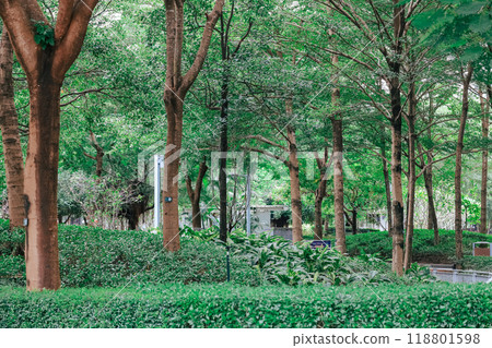 the trunks of trees planted in the park 118801598