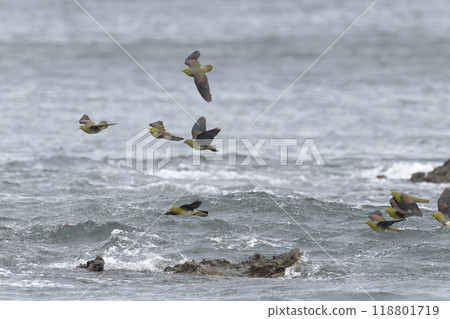 綠鳩 綠鳩 118801719