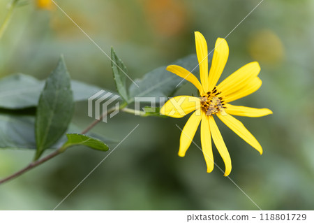 菊芋 菊芋 118801729