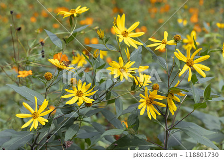 Jerusalem artichoke 118801730
