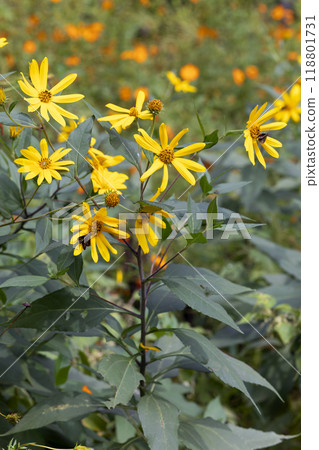 菊芋 菊芋 118801731