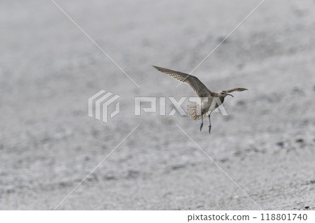 杓鷸 杓鷸 118801740