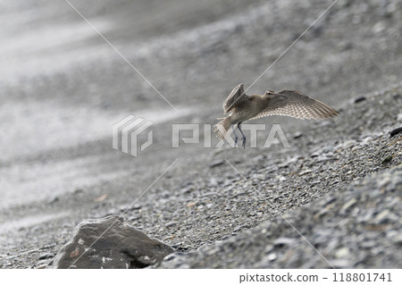 杓鷸 杓鷸 118801741