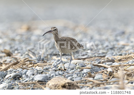 Cuttlefish Cuttlefish 118801748