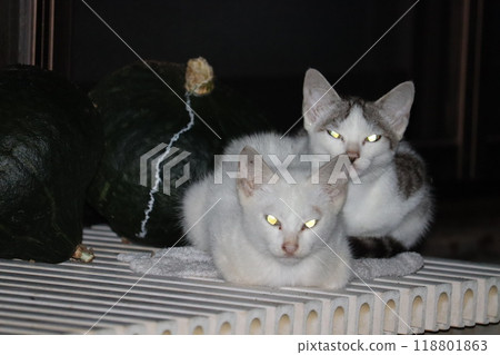 Two cats and a pumpkin glaring with shining, sharp eyes 118801863