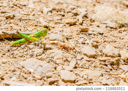 Miyama Fuki Bata 118802011
