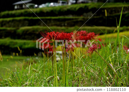 red spider lily red spider lily 118802110