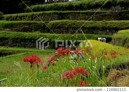 A cluster amaryllis that blooms in rice terraces A cluster amaryllis that blooms in rice terraces 118802111