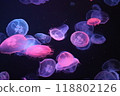 神奇的水母 118802126