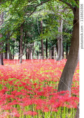 Spider lilies, red spider lilies, Murakami Green Park 118802806