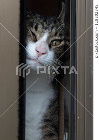 看在窗口外面的貓 118802845