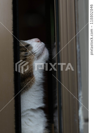 Cats facing up 118802846