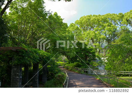 Kochi / Five Mt. 118802892