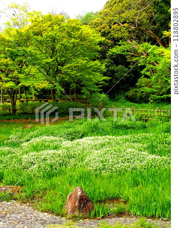 Springtime waterside scenery with blooming cress flowers in the 21st Century Forest and Plaza Springtime waterside scenery with blooming cress flowers in the 21st Century Forest and Plaza 118802895