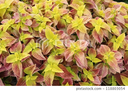 多彩的Corius葉子 多彩的Corius葉子 118803054
