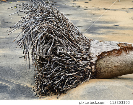 large pile consisting of branches and twigs located on the beach 118803393
