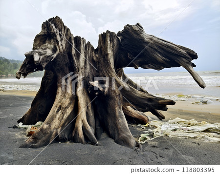 A large pile of driftwood is resting on top of a beautiful sandy beach A large pile of driftwood is resting on top of a beautiful sandy beach 118803395
