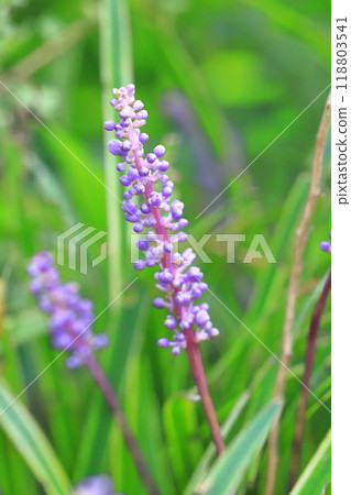 Variegated lily turf in full bloom 118803541
