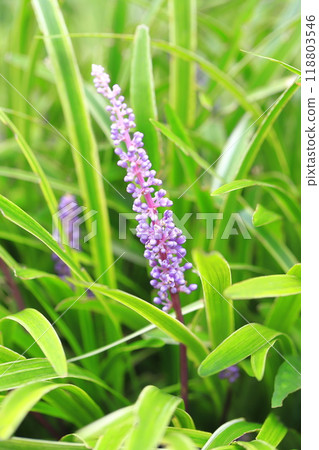 Variegated lily turf in full bloom 118803546