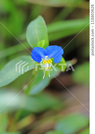 可愛的白晝花 118803626