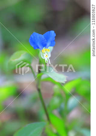 可愛的白晝花 118803627