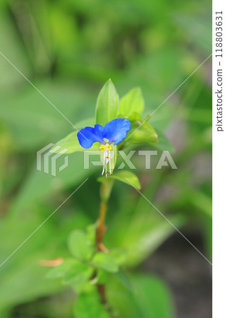 可愛的白晝花 118803631