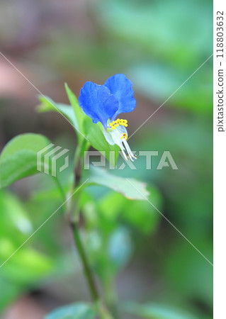 可愛的白晝花 118803632