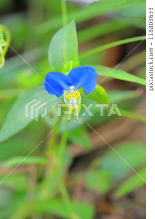 可愛的白晝花 可愛的白晝花 118803633